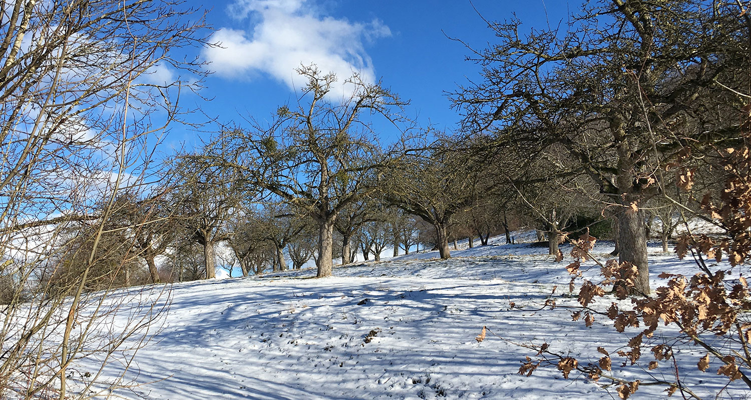 Bild: Blick auf eine schneebedeckte Obstwiese · Foto: DIGNUS.DE Medien