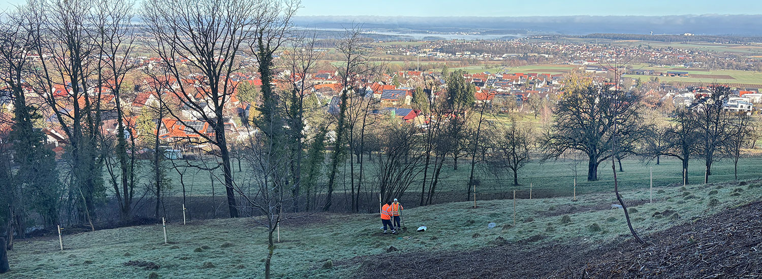Bild: An der "alten Steige" pflanzen Bauhofmitarbeiter neue Bäume auf einer Streuobstwiese. Bild: An der "alten Steige" pflanzen Bauhofmitarbeiter neue Bäume auf einer Streuobstwiese.