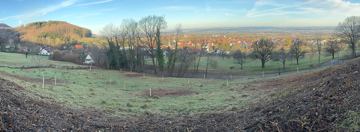 Bild: An der "alten Steige" stehen 20 neue Bäume auf einer Streuobstwiese. Bild: An der "alten Steige" stehen 20 neue Bäume auf einer Streuobstwiese.