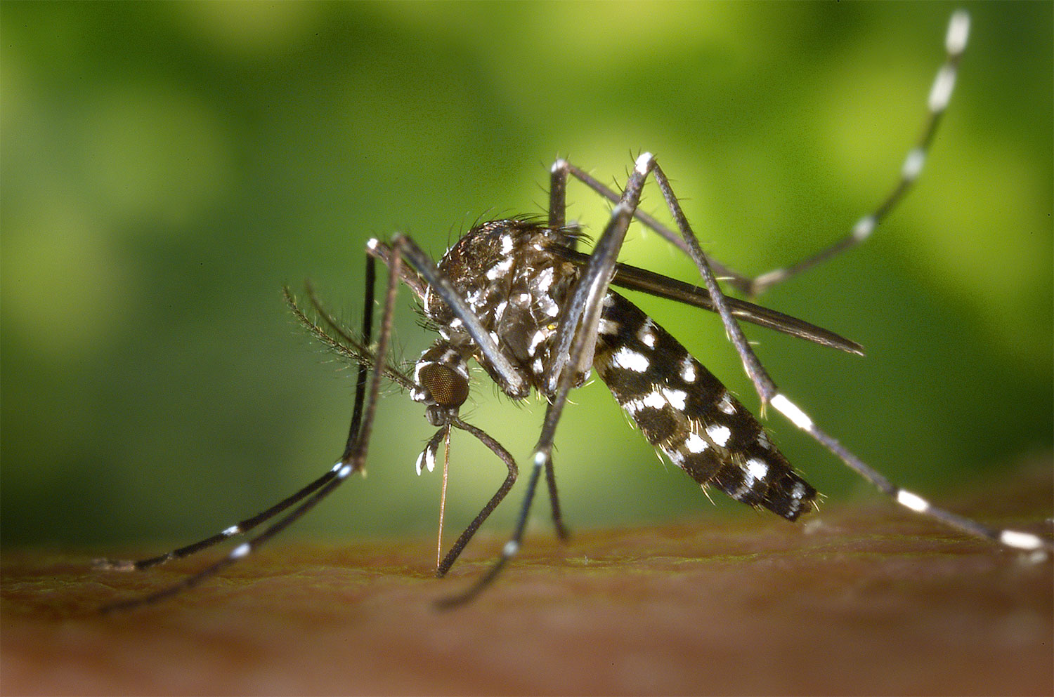 Bild: Nahaufnahme einer Asiatischen Tigermücke, linke Seitenansicht einer Aedes albopictus Mücke Bild: Nahaufnahme einer Asiatischen Tigermücke, linke Seitenansicht einer Aedes albopictus Mücke